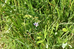 Sisyrinchium idahoense