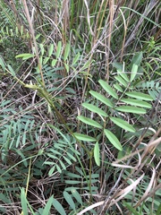 Tephrosia onobrychoides