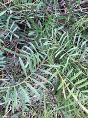 Tephrosia onobrychoides