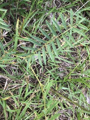 Tephrosia onobrychoides