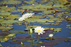 Nymphaea carpentariae