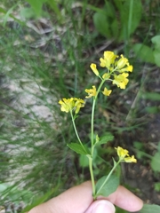 Barbarea vulgaris