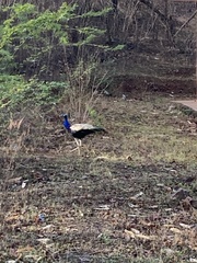 Pavo cristatus