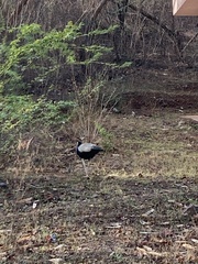 Pavo cristatus