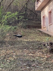Pavo cristatus