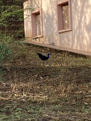 Pavo cristatus
