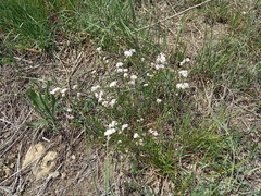 Asperula rumelica