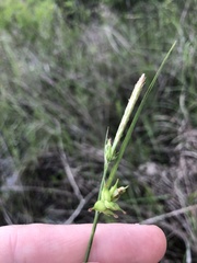 Carex turgescens