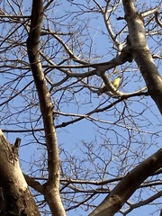 Aves