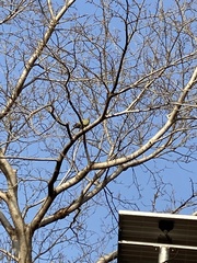 Aves