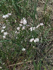 Asperula rumelica