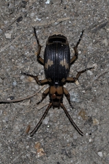 Pheropsophus javanus