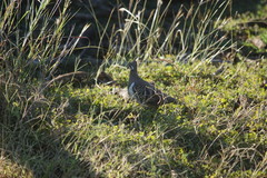 Geophaps scripta