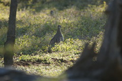 Geophaps scripta