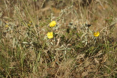 Melhania oblongifolia