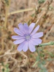 Cichorium endivia