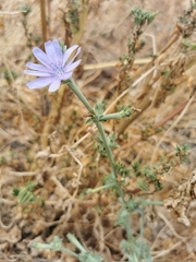 Cichorium endivia