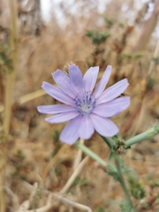Cichorium endivia