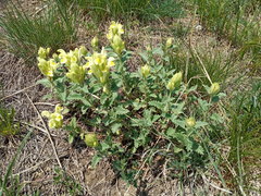 Scutellaria caucasica