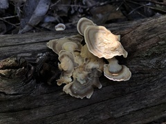 Trametes modesta
