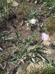 Psephellus ciscaucasicus