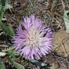 Psephellus ciscaucasicus