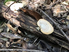 Trametes modesta