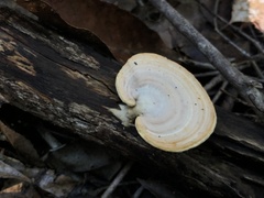 Trametes modesta