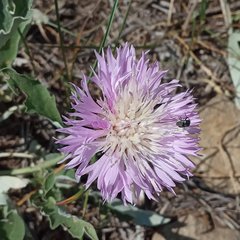 Psephellus ciscaucasicus