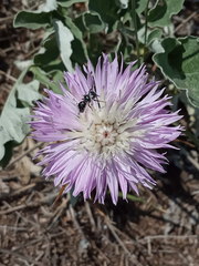 Psephellus ciscaucasicus