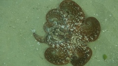 Octopus berrima