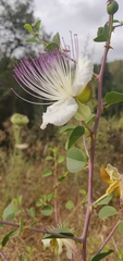 Capparis zoharyi