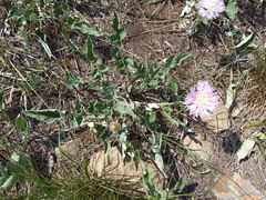 Psephellus ciscaucasicus