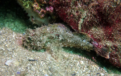Scorpaena jacksoniensis