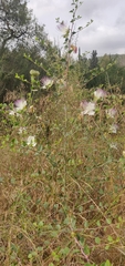 Capparis zoharyi