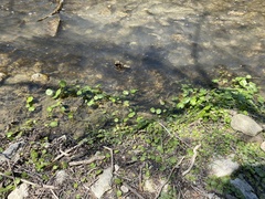 Hydrocotyle ranunculoides