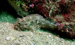 Scorpaena jacksoniensis
