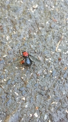 Clitellaria ephippium