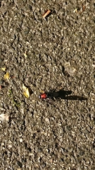 Clitellaria ephippium