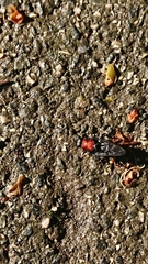 Clitellaria ephippium