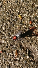 Clitellaria ephippium