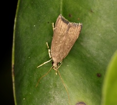 Torodora gemella