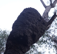 Nasutitermes walkeri