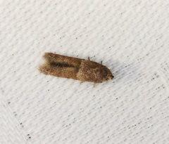 Blastobasis divulgata