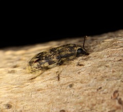 Basitropis nitidicutis
