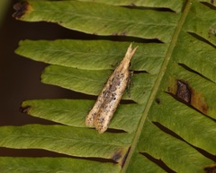 Dichomeris ochthophora