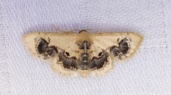 Idaea macrospila