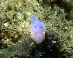 Goniobranchus loringi