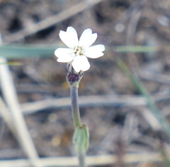 Silene taimyrensis