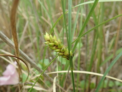Carex scabrifolia